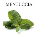 mentuccia